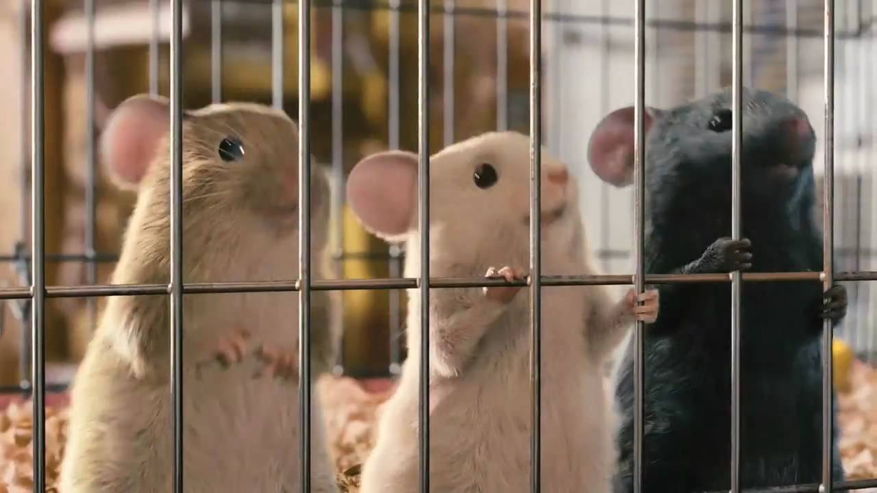 Игра Миссия Дарвина (G-Force) (XBOX 360, русская версия)